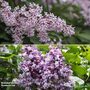 Lilac Duo