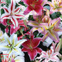 Lily Giant Oriental Collection