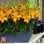 Lily 'Lava Joy'