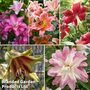 Nurseryman's Choice Lily Bulbs