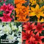 Lily (Pollen Free) Collection