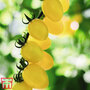 Tomato 'Limoncito' F1 Hybrid - Seeds