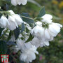 Philadelphus 'Little White Love'