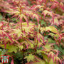 Acer palmatum 'Little Princess'