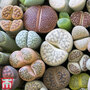 Living Stone Plant - House Plant Seeds