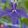 Lobelia erinus 'Laura Deep Blue'