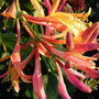 Honeysuckle 'Gold Flame'