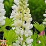 Lupin 'Noble Maiden'