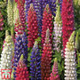 Lupin 'Street Party Collection'