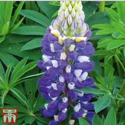 Lupin 'Gallery Blue'