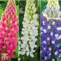 Lupin Gallery Collection