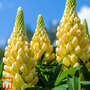 Lupin 'Gallery Yellow' (Gallery Series)