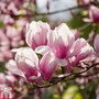 Magnolia 'Red Lucky' (Standard)