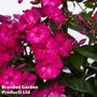 Phlox paniculata 'Famous Magenta'