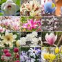 Nurseryman's Choice Magnolia