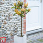 Magnolia 'Sunspire'