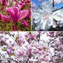 Magnolia Trio Collection