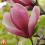 Magnolia 'Satisfaction'