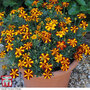 Marigold 'Mr Majestic' - Seeds