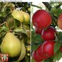 Apple & Pear Duo