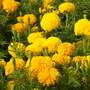 Marigold 'Kushi Mix' - Seeds