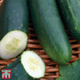 Cucumber 'Marketmore' - Seeds