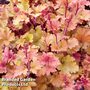 Heuchera 'Marmalade'