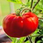 Tomato 'Marmande'