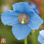 Meconopsis 'Lingholm'