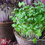 Microgreens Broccoli 'Green' - Seeds