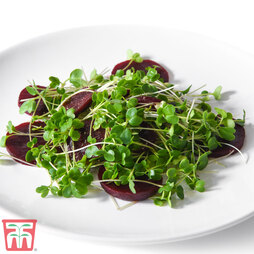 Microgreens Kale 'Nero di Toscana' - Seeds