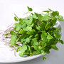 Microgreens Kale 'Red Russian' - Seeds