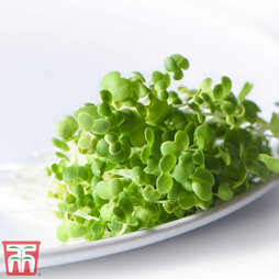 Microgreens Mizuna 'Green Mix' - Seeds
