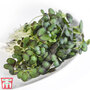 Microgreens Mizuna 'Red Empire' F1 - Seeds