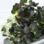 Microgreens Mustard 'Red Carpet' - Seeds