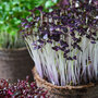 Microgreens Mustard 'Red Lace' - Seeds