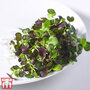 Microgreens Pak Choi 'Purple Rain' F1 - Seeds