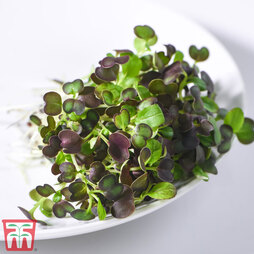 Microgreens Pak Choi 'Purple Rain' F1 - Seeds