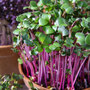 Microgreens Radish (Leaf) 'Sangria' - Seeds