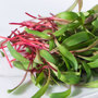 Microgreens Swiss Chard 'Red Chard' - Seeds