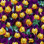 Viola hybrida 'Miniola Heart Purple' - Seeds