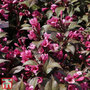 Weigela florida 'Minor Black'