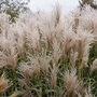 Miscanthus sinensis 'Cute One'