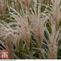 Miscanthus sinensis 'Cute One'