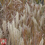 Miscanthus sinensis 'Kleine Silberspinne'