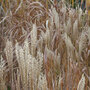 Miscanthus 'Kleine Fontane'