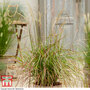 Miscanthus sinensis 'Ruby Cute'