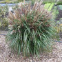 Miscanthus sinensis 'Volcano'