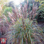 Miscanthus sinensis 'Volcano'