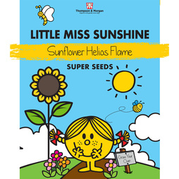 Mr. Men? Little Miss? - Little Miss Sunshine - Sunflower 'Helios Flame' - Seeds